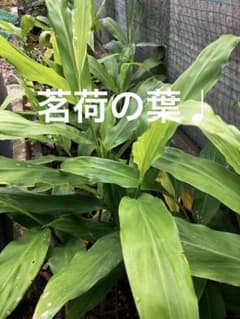 茗荷の葉♩ 30枚のサムネイル