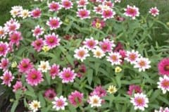 ジニアチェリー 種100粒のサムネイル