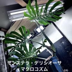 モンステラデリシオーサマクロコズム超希少系統鉢植え94㎝ - メルカリ