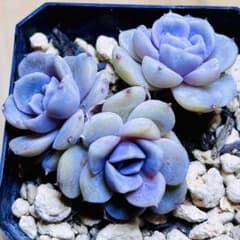 Amabile 小(韓国苗) 楽天市場】エケベリア アマビレ 韓国苗 観葉植物 Echeveria 'Amabile