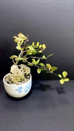 ハリツルマサキ　盆栽　石付き　奄美大島産 ハリツルマサキ 盆栽 石付き 奄美大島産 - メルカリ