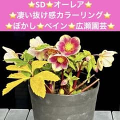 3712☘️極上発色☘️⭐️紅ピンク⭐️多弁⭐️オーレア⭐️ぼかし⭐️ベイン⭐️広瀬園芸⭐️ 175⭐️SD⭐️オーレア⭐️凄い抜け感カラーリング⭐️ぼかし