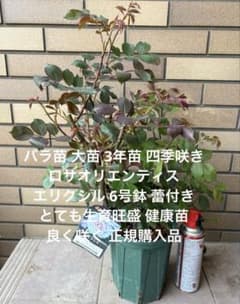 バラ苗 大苗 四季咲きロサオリエンティス エリクシル 6号鉢 良く咲く 蕾付きのサムネイル