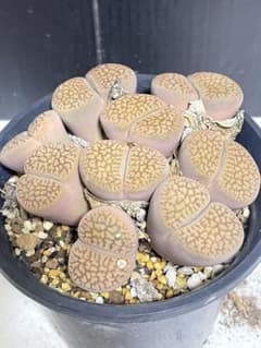 リトープス 群生のサムネイル