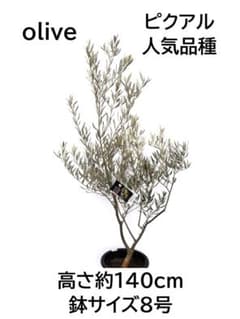 オリーブの木 ピクアル 8号 約140cm K-353 人気品種 現品掲載 - メルカリ