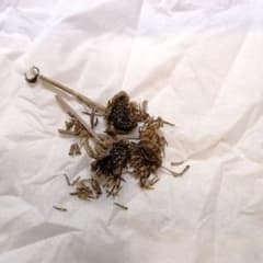 コハマギク種子（花がら3つ）のサムネイル