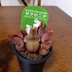 サラセニア プルプレア ベノーサ シルビア 食虫植物 観葉植物のサムネイル