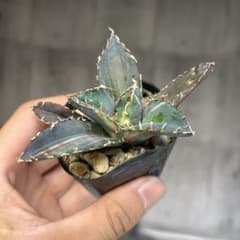 アガベ白鯨錦斑入り抜き苗発送 - メルカリ