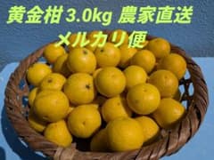 黄金柑 3.0kg 農家直送 数量限定 メルカリ便 匿名配送のサムネイル