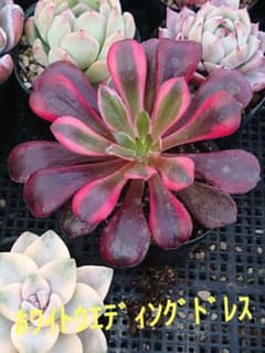 ☆多肉植物☆ホワイトウエディングドレス・アエオニウム☆ - メルカリ