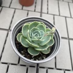 多肉植物七福神③のサムネイル