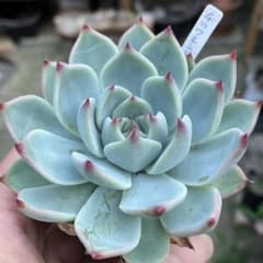 多肉植物 チワワエンシス 抜き苗 - メルカリ