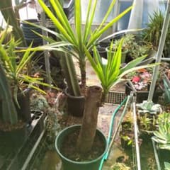 ユッカエレファンティペス青年の木2頭⑦アガベ チタノタドライガーデン