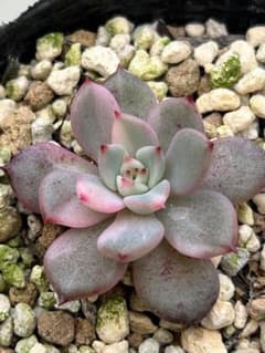 多肉植物 フラメンコ錦抜き苗※お読み下さい。 - メルカリ