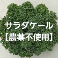 サラダケール【農薬不使用】カリーノケールのサムネイル