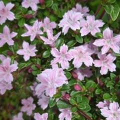 斑入り白丁花（薄ピンク）　ミニ盆栽　豆盆栽のサムネイル