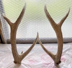 エゾシカの角　鹿の角　天然物のサムネイル