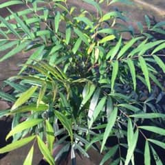 樹高30㎝】マホニア コンフューサ(細葉ヒイラギナンテン)4本立 2本