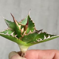 A367 特選 アガベ チタノタ ホリダ ×ユタエンシス エボリスピナ 希少株