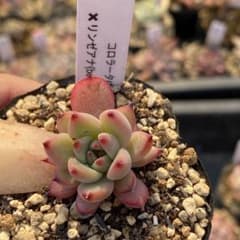 多肉植物 エケベリア コロラータ(錦玉園)xリンゼアナ(bonobono) - メルカリ