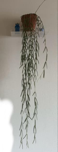 約70cmホヤ リネアリス 吊り鉢 ロング ボリューム株 観葉植物のサムネイル
