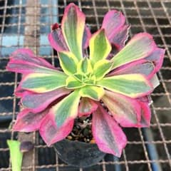 アエオニウム 希少錦苗‼️超美人苗 糖心ライチ 抜き苗 群生苗 | Shop