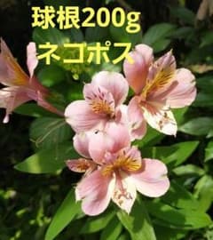 アルストロメリア　ピンク　球根200gのサムネイル