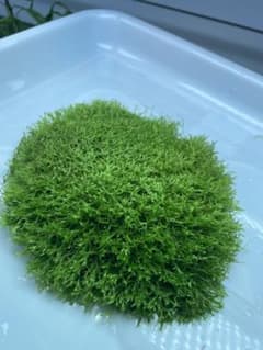 リシア　特大 #2のサムネイル