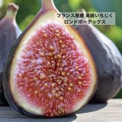 匿名配送》 鉢でも楽しめるいちじく ロンドボーデックス - メルカリ