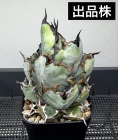 アガベ チタノタ ブラックアンドブルー 特選株 鉢ごと BB 第四種郵便