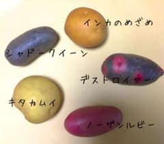 カラフルじゃがいもセットのサムネイル