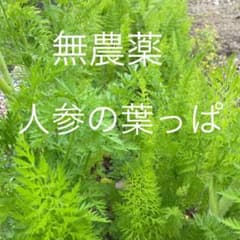 人参の葉っぱのサムネイル