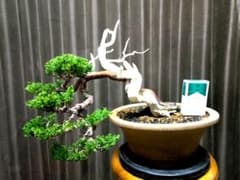 【半懸崖 糸魚川真柏盆栽】　　　　　⭕舎利、神～お見事❗ 半懸崖 糸魚川真柏盆栽】 ⭕舎利、神～お見事❗ - メルカリ