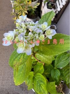 ばらんたいん★さま専用ページのサムネイル