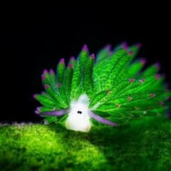 めぐ様専用のサムネイル