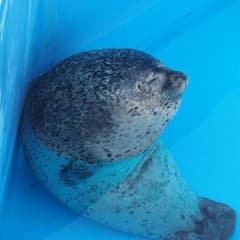 フーマさん専用のサムネイル