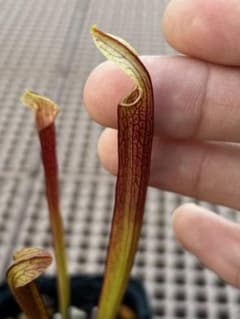 S.rubra ssp. rubra “long lidded form食虫植物のサムネイル