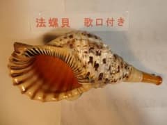 法螺貝 約39㎝ 木製歌口,新品 MH-474 - メルカリ