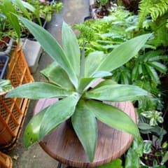 342 アガベ アテナータ 抜き苗発送 - メルカリ