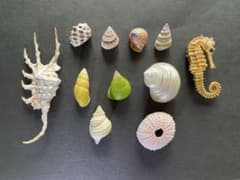 希少・美品】貝殻 標本 セット｜タコブネ タツノオトシゴ クモガイ