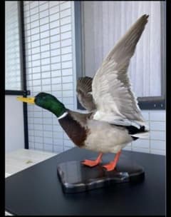 マガモ 剥製 - メルカリ