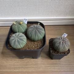 ユーフォルビア オベサ 実生 4株セット 雌雄あり - メルカリ