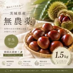 【茨城県産】生栗　約1.5kg！　無農薬　サイズミックスのサムネイル