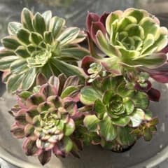 アエオニウム 多肉植物 4苗セット② 抜き苗　彩蝶　粉黛のサムネイル