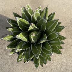 ハサミムシ　笹の雪　美株ダルマ2株セット ハサミムシ様専用 笹の雪 美株ダルマ2株セット - メルカリ