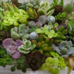多肉植物カット苗のサムネイル