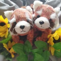 tyビーニーベイビーズ/レッサーパンダ2体のサムネイル