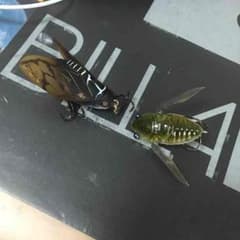 ばやし様専用のサムネイル