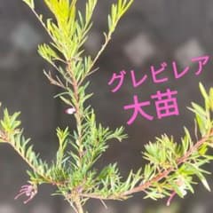 グレビレア　オージープランツのサムネイル