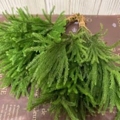 ヒカゲノカズラ ヒカゲカズラ タチカズラ 輸入花 枝 - メルカリ